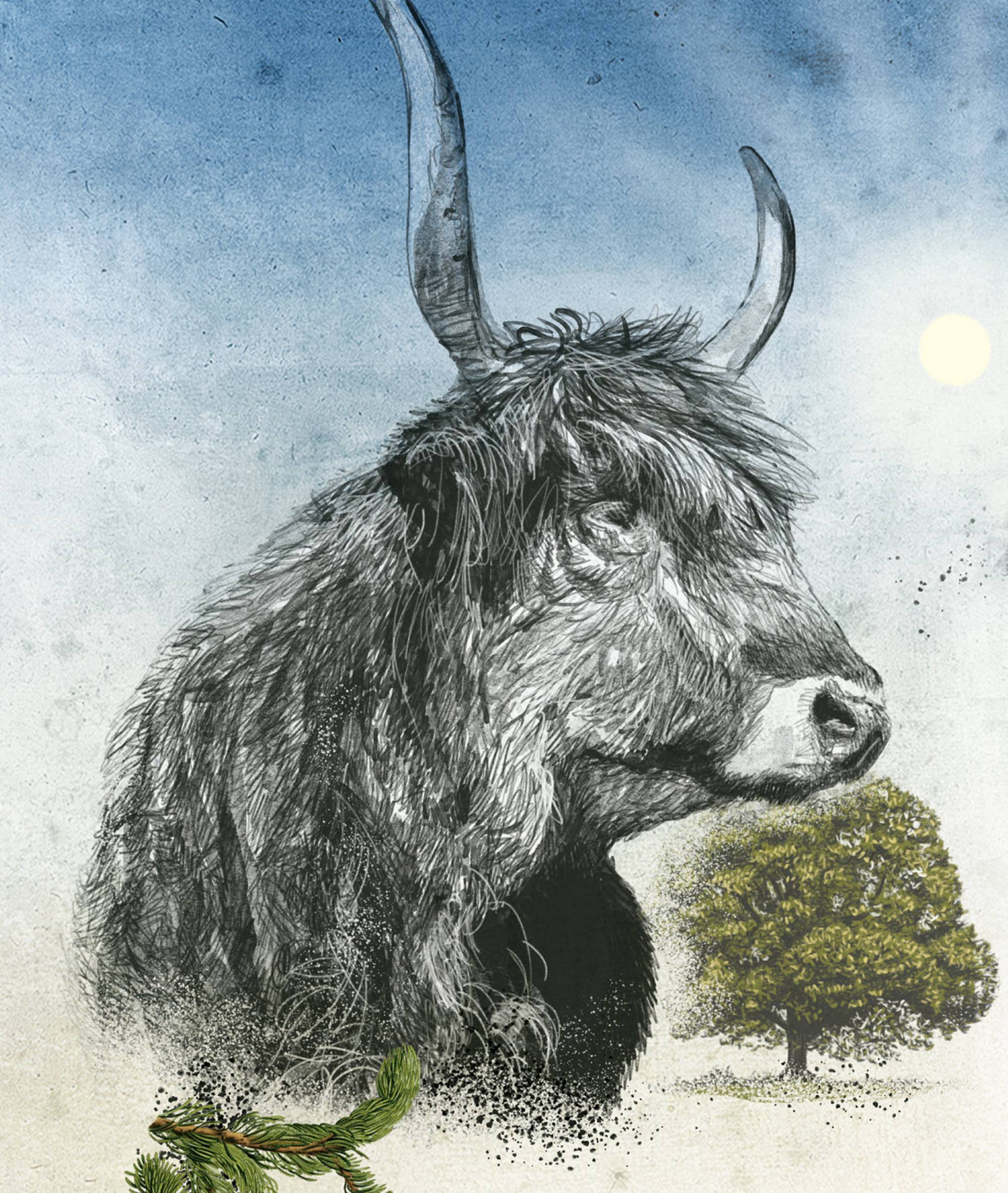 Rind (Illustration: Andreas Posselt)